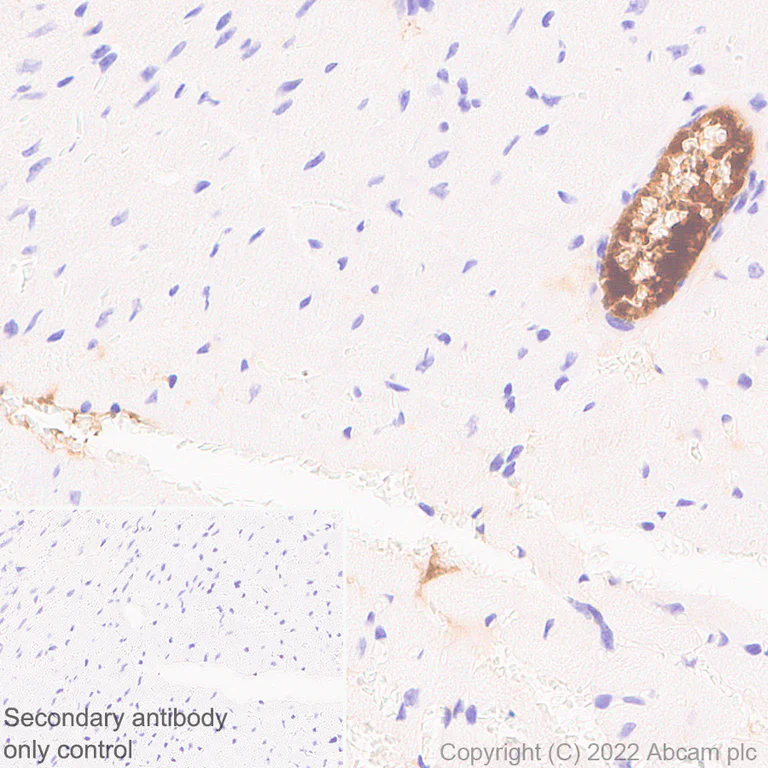 Immunohistochemistry - Anti-Apolipoprotein A I antibody [EPR25446-111] - BSA and Azide free (AB307090)