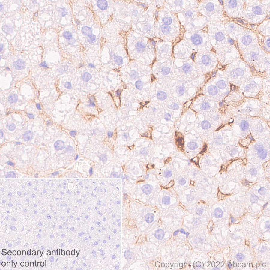 Immunohistochemistry - Anti-Apolipoprotein A I antibody [EPR25446-111] - BSA and Azide free (AB307090), expandable thumbnail