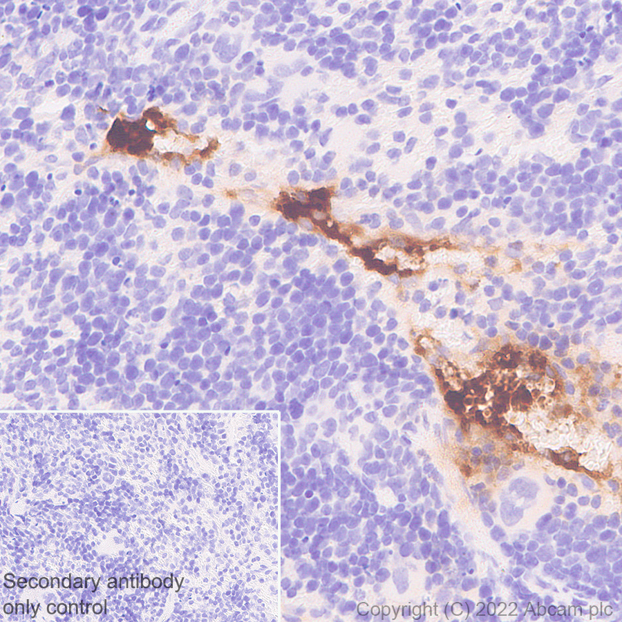 Immunohistochemistry - Anti-Apolipoprotein A I antibody [EPR25446-111] - BSA and Azide free (AB307090), expandable thumbnail