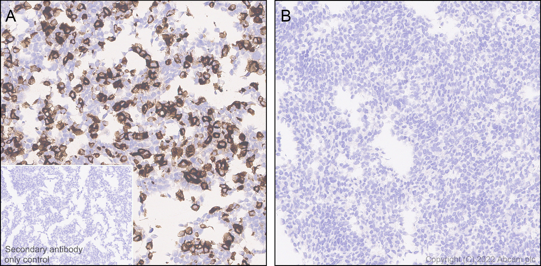 Immunohistochemistry - Anti-Apolipoprotein A I antibody [EPR25446-111] - BSA and Azide free (AB307090), expandable thumbnail