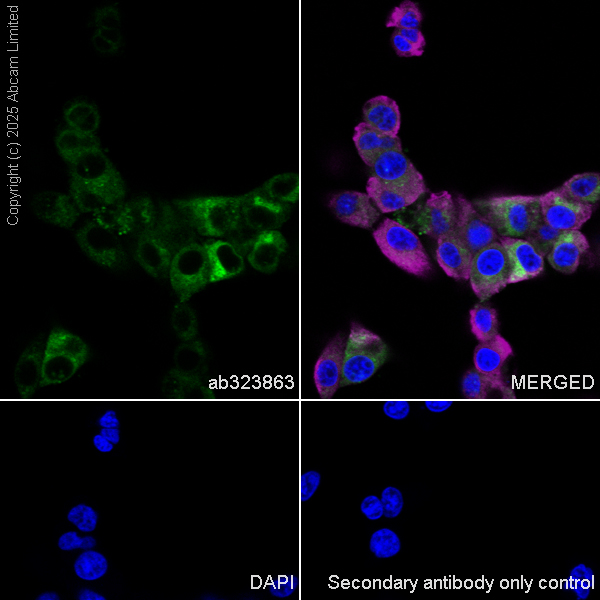 Immunocytochemistry/ Immunofluorescence - Anti-Apolipoprotein A I antibody [EPR28749-505] (AB323863), expandable thumbnail