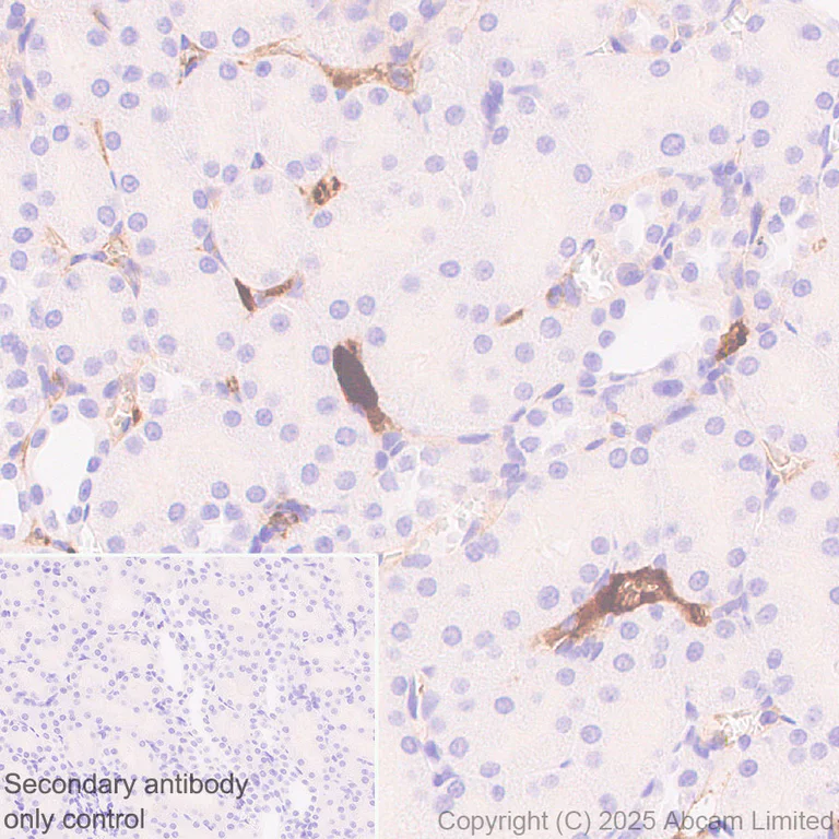 Immunohistochemistry (Formalin/PFA-fixed paraffin-embedded sections) - Anti-Apolipoprotein A I antibody [EPR28749-505] (AB323863)
