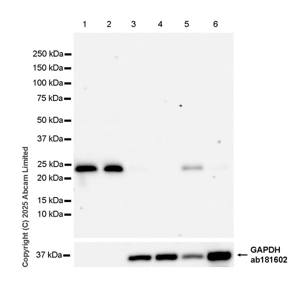 Western blot - Anti-Apolipoprotein A I antibody [EPR28749-505] (AB323863), expandable thumbnail