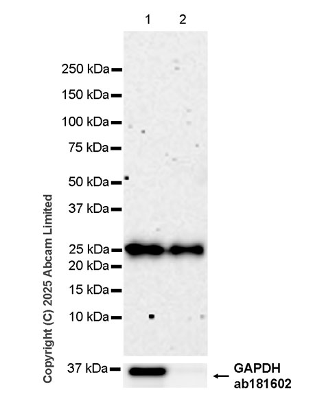 Western blot - Anti-Apolipoprotein A I antibody [EPR28749-505] (AB323863), expandable thumbnail