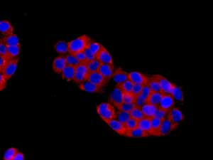 Immunocytochemistry/ Immunofluorescence - Anti-Apolipoprotein A I antibody [EPSISR27] (AB151710)