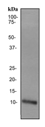 Western blot - Anti-Apolipoprotein A II/ApoA-II antibody [EP2912] (AB119990), expandable thumbnail