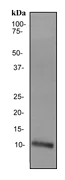 Western blot - Anti-Apolipoprotein A II/ApoA-II antibody [EP2912] (AB119990)