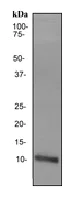 Western blot - Anti-Apolipoprotein A II/ApoA-II antibody [EP2912] - BSA and Azide free (AB238915)