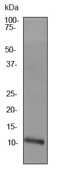 Western blot - Anti-Apolipoprotein A II/ApoA-II antibody [EPR2913] (AB92478)