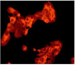 Immunocytochemistry/ Immunofluorescence - Anti-Apolipoprotein A II/ApoA-II antibody [EPR2913] - BSA and Azide free (AB185128)