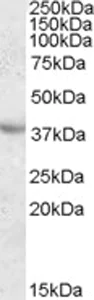 Western blot - Anti-Apolipoprotein A V/APOA5 antibody (AB77358)