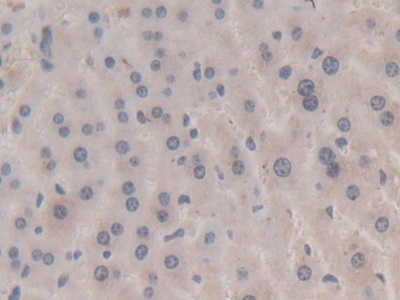 Immunohistochemistry (Formalin/PFA-fixed paraffin-embedded sections) - Anti-Apolipoprotein A V/APOA5 antibody [C6] (AB239579), expandable thumbnail
