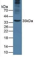 Western blot - Anti-Apolipoprotein A V/APOA5 antibody [C6] (AB239579), expandable thumbnail