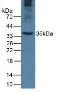 Western blot - Anti-Apolipoprotein A V/APOA5 antibody [C6] (AB239579)