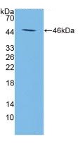 Western blot - Anti-Apolipoprotein A V/APOA5 antibody [C6] (AB239579), expandable thumbnail