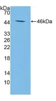 Western blot - Anti-Apolipoprotein A V/APOA5 antibody [C6] (AB239579)