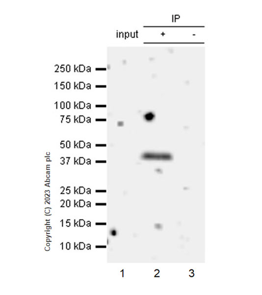 Immunoprecipitation - Anti-Apolipoprotein A V/APOA5 antibody [EPR25738-68] - BSA and Azide free (AB313369)