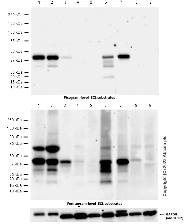 Western blot - Anti-Apolipoprotein A V/APOA5 antibody [EPR25738-68] - BSA and Azide free (AB313369)