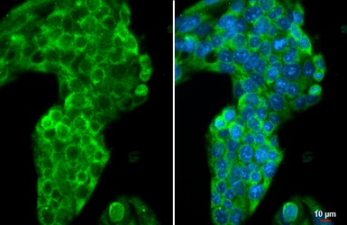 Immunocytochemistry/ Immunofluorescence - Anti-Apolipoprotein A1 antibody [HL1713] (AB308187), expandable thumbnail