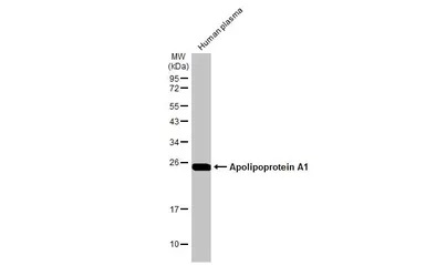 Western blot - Anti-Apolipoprotein A1 antibody [HL1713] (AB308187), expandable thumbnail