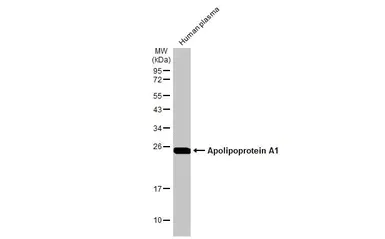 Western blot - Anti-Apolipoprotein A1 antibody [HL1713] (AB308187)