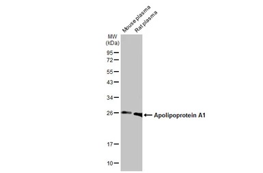 Western blot - Anti-Apolipoprotein A1 antibody [HL1713] (AB308187), expandable thumbnail