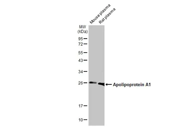 Western blot - Anti-Apolipoprotein A1 antibody [HL1713] (AB308187)