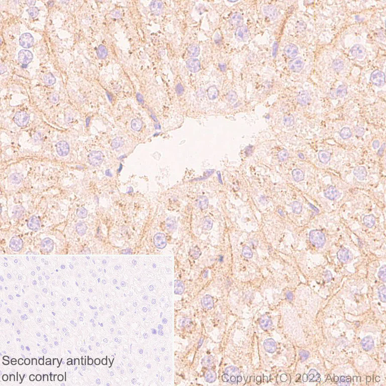 Immunohistochemistry (Formalin/PFA-fixed paraffin-embedded sections) - Anti-Apolipoprotein B-100 antibody [EPR19946-175] (AB315265)
