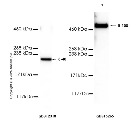 Western blot - Anti-Apolipoprotein B-100 antibody [EPR19946-175] (AB315265)