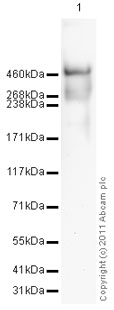 Western blot - Anti-Apolipoprotein B antibody (AB7616)