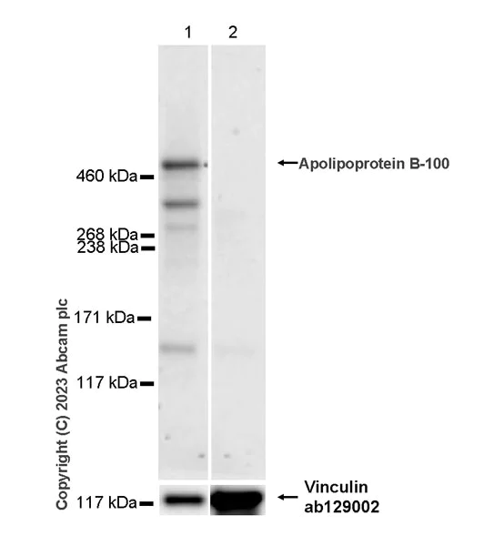 Western blot - Anti-Apolipoprotein B antibody [EPR27473-49] - BSA and Azide free (AB312319)