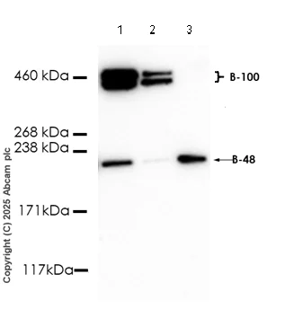 Western blot - Anti-Apolipoprotein B antibody [EPR27473-49] - BSA and Azide free (AB312319)