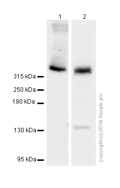 Western blot - Anti-Apolipoprotein B antibody [EPR2914] - BSA and Azide free (AB231683)