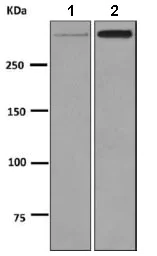 Western blot - Anti-Apolipoprotein B antibody [EPR2914] - BSA and Azide free (AB231683)