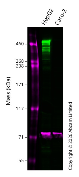 Western blot - Anti-Apolipoprotein B antibody [EPR2914] - BSA and Azide free (AB231683)