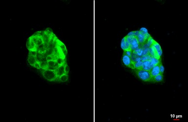 Immunocytochemistry/ Immunofluorescence - Anti-Apolipoprotein B antibody [HL1962] - BSA and Azide free (AB313868), expandable thumbnail