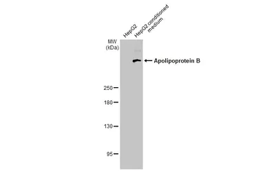 Western blot - Anti-Apolipoprotein B antibody [HL1962] - BSA and Azide free (AB313868)