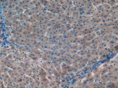 Immunohistochemistry (Formalin/PFA-fixed paraffin-embedded sections) - Anti-Apolipoprotein CI/Apo-CI antibody (AB231570)