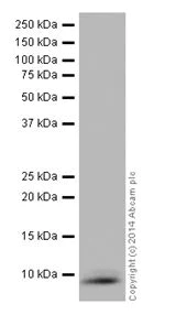 Western blot - Anti-Apolipoprotein CI/Apo-CI antibody [EPR16813] (AB198288)