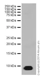 Western blot - Anti-Apolipoprotein CI/Apo-CI antibody [EPR16813] (AB198288)