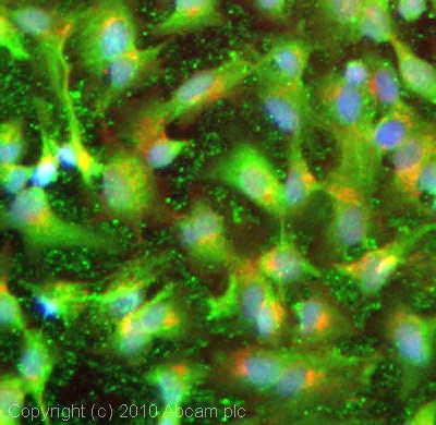 Immunocytochemistry/ Immunofluorescence - Anti-Apolipoprotein CIII antibody (AB21032)