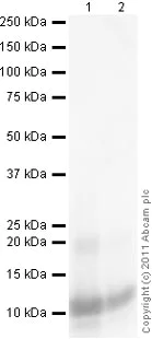 Western blot - Anti-Apolipoprotein CIII antibody (AB21032)