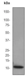 Western blot - Anti-Apolipoprotein CIII antibody [EP1372Y] (AB76305)