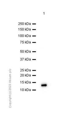 Western blot - Anti-Apolipoprotein CIII antibody [EP1372Y] (AB76305)