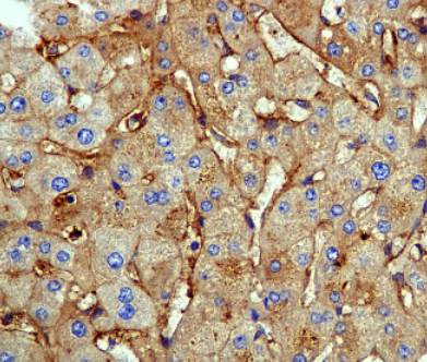 Immunohistochemistry (Formalin/PFA-fixed paraffin-embedded sections) - Anti-Apolipoprotein CIII antibody [EPR1371(2)] (AB108205)