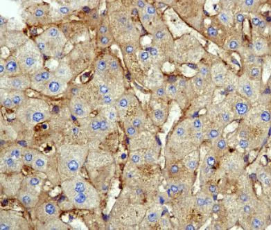 Immunohistochemistry (Formalin/PFA-fixed paraffin-embedded sections) - Anti-Apolipoprotein CIII antibody [EPR1371(2)] (AB108205)