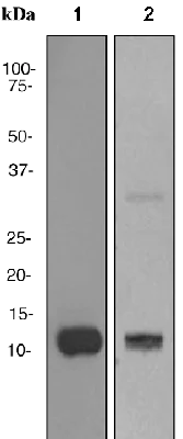 Western blot - Anti-Apolipoprotein CIII antibody [EPR1371(2)] - BSA and Azide free (AB247608)