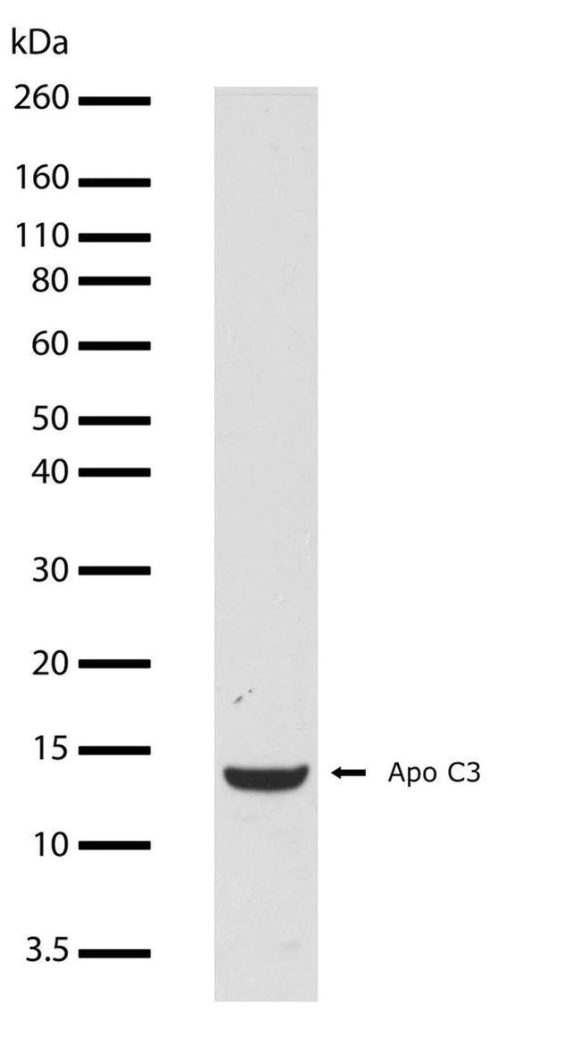 Western blot - Anti-Apolipoprotein CIII Antibody [RP23040061] (AB313405)