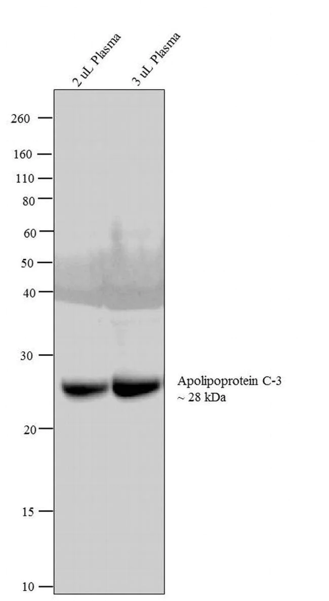 Western blot - Anti-Apolipoprotein CIII Antibody [RP23040061] (AB313405)