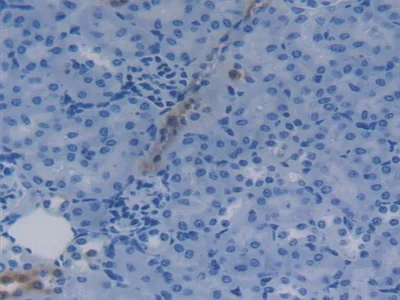 Immunohistochemistry (Formalin/PFA-fixed paraffin-embedded sections) - Anti-Apolipoprotein CIV antibody (AB232710)